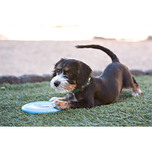 Kong puppy flyer 24 cm frisbee