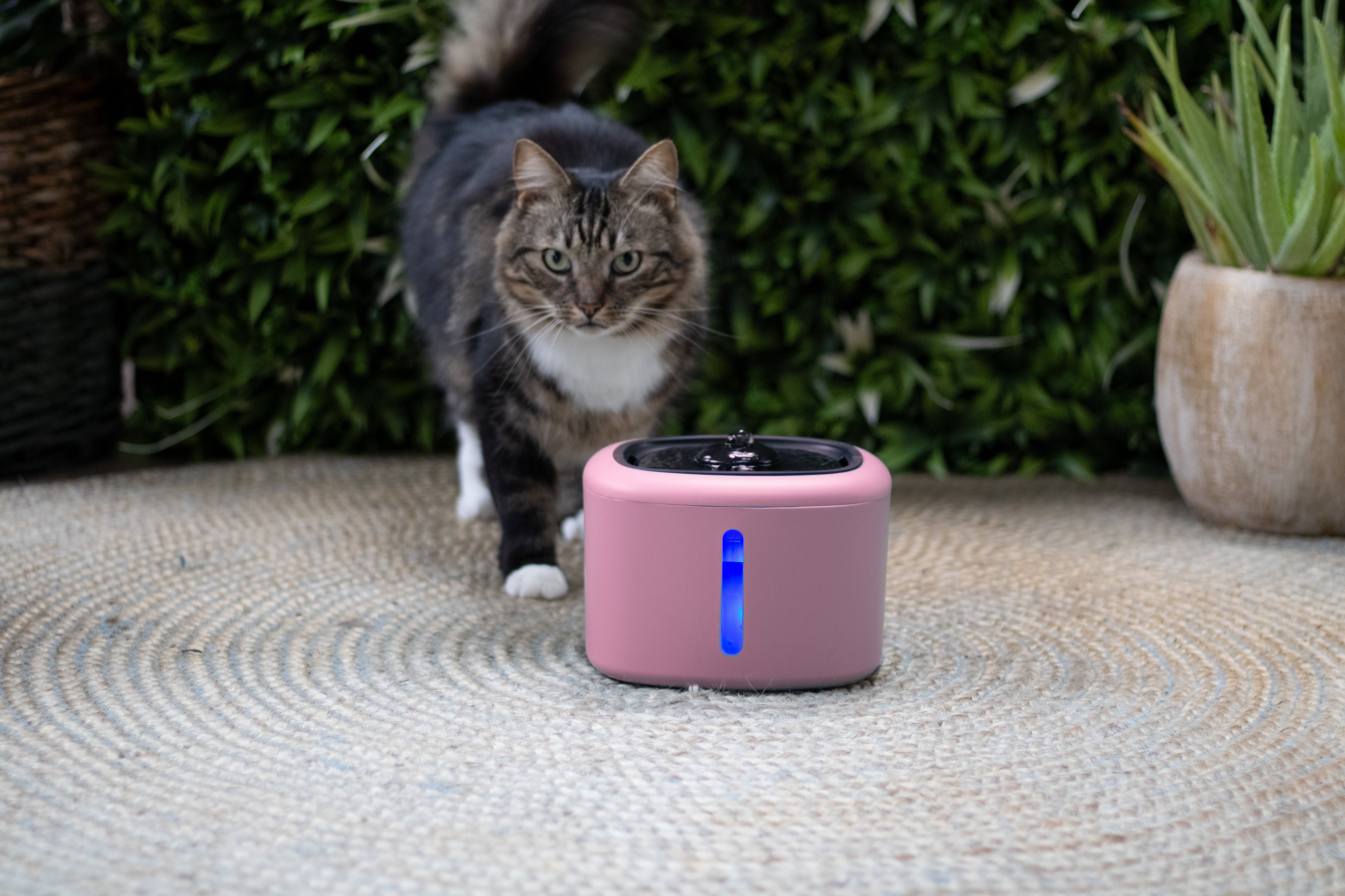 Boon drinkfontein aquabella voor kat of hond