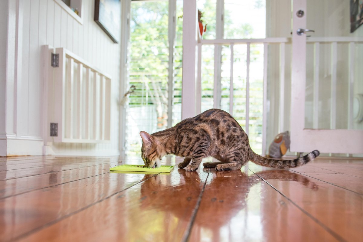 Lickimat Buddy - voermat voor natvoer en brokjes - slow feeder