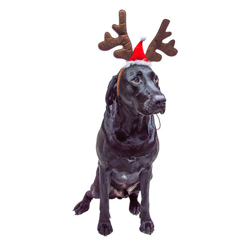 Jack and Vanilla kersthoedje - diadeem voor honden