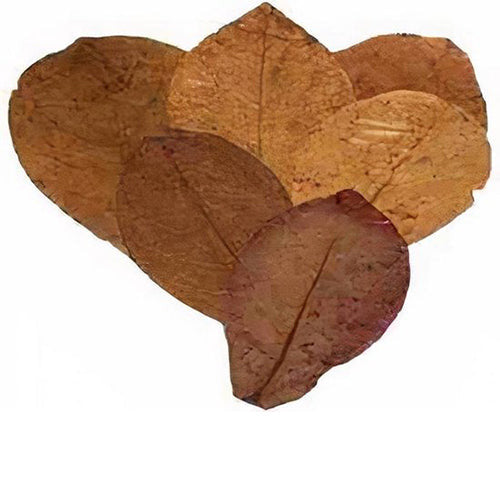 Catappa bladeren leaves M - XL