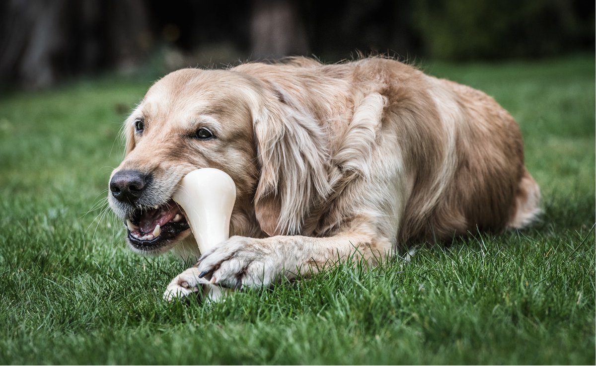 Nylabone dura chew harde bijters XXL bot met kip