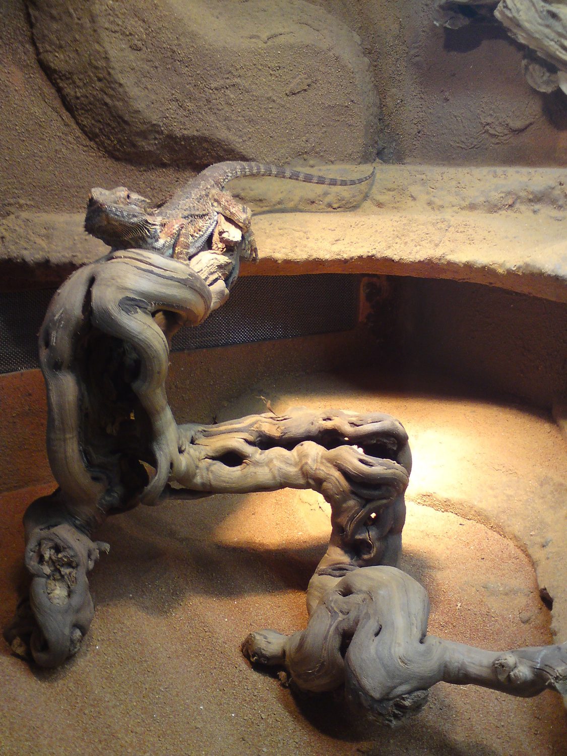 Pro Reptil Wijnstokken - 3 maten