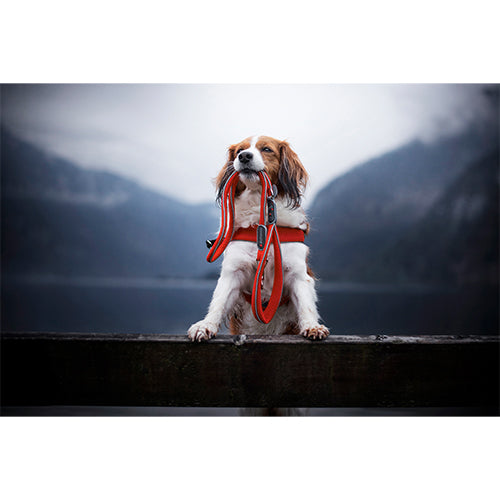 Coralpina leiband Cinquetorri