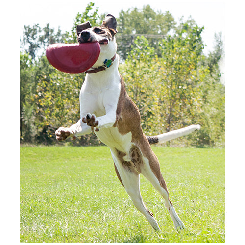 Kong Flyer Frisbee - Hondenspeelgoed - Rood - Ø25 cm