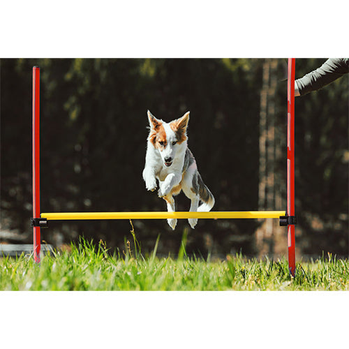 Agility-Set 6x Stok 1x Springring und 1x Agility-Horde
