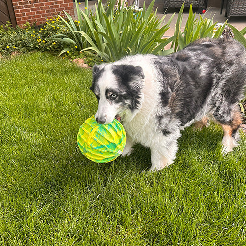 Kong Flexball Sportball XL - Hundespielzeug - ø 17,7 cm