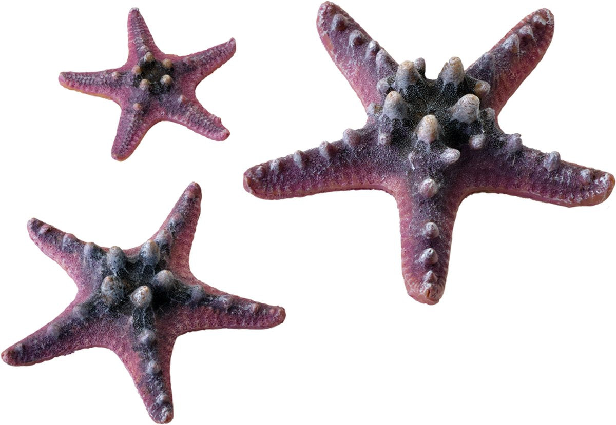 Biorb Seestern-Set - Rosa