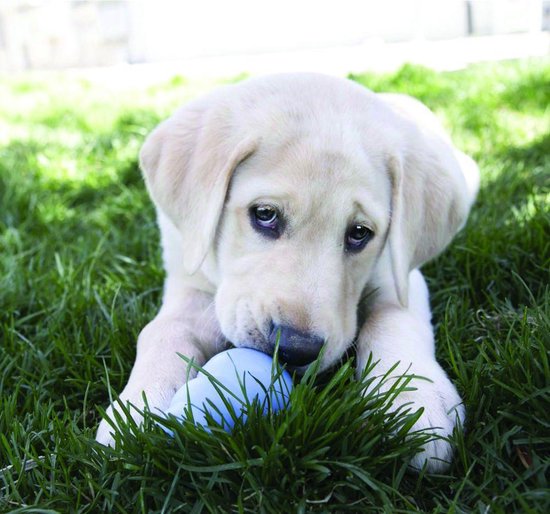 Kong Stuff 'N Mini Snacks Puppy – Huhn und Reis