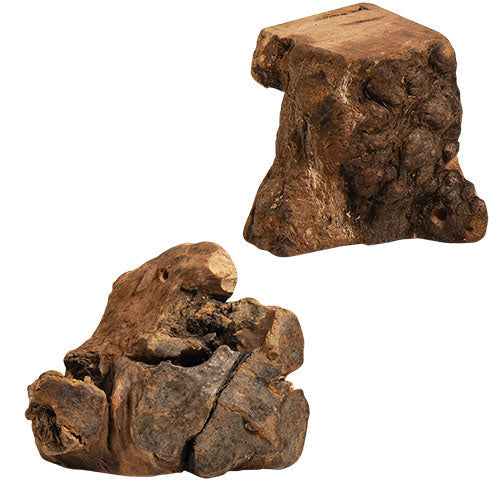 Jack and Vanilla Boomwortel XS - S - M