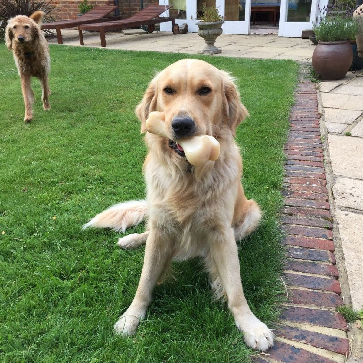 Nylabone dura chew harde bijters XXL bot met kip