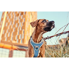 Hurtta Hundegeschirr - Anti Trek - Venture Serie