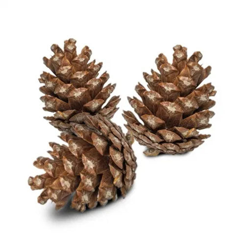 Back Zoo Nature Forest Pine Cones - Dennenappels - 6 stuks