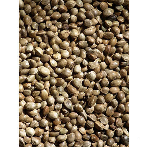 Hanfsamen im Sack 0,7 - 3,5 - 15 kg