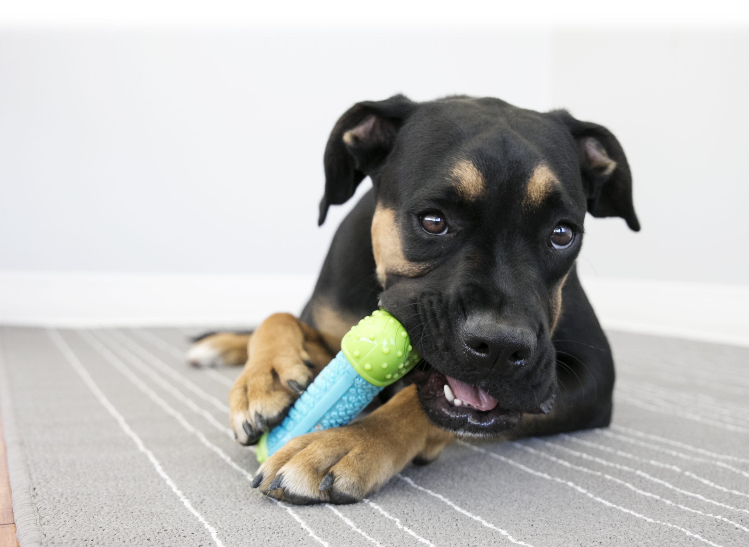 Kong hond Core Strength bone, medium/large. 16 cm