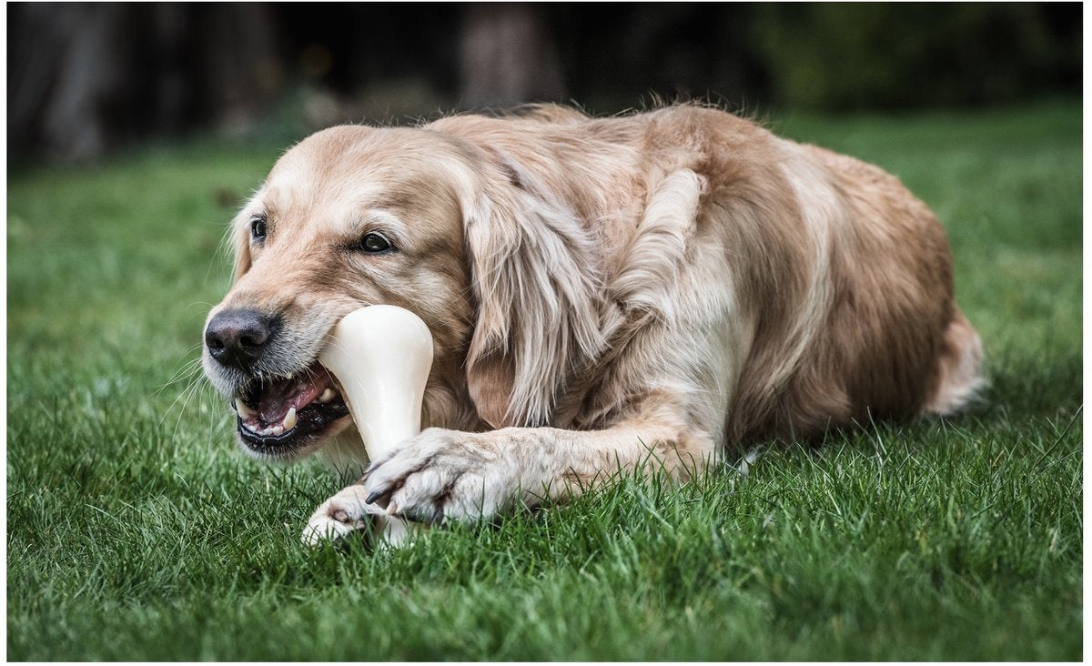 Nylabone dura chew harde bijters Big Beef bone