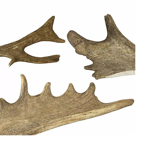 Damhirschgeweihe von Jack und Vanilla