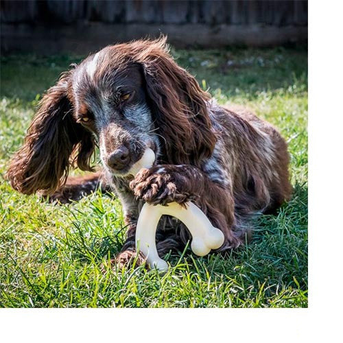 Nylabone Durachew Wishbone Wolf - 14 x 12 cm M