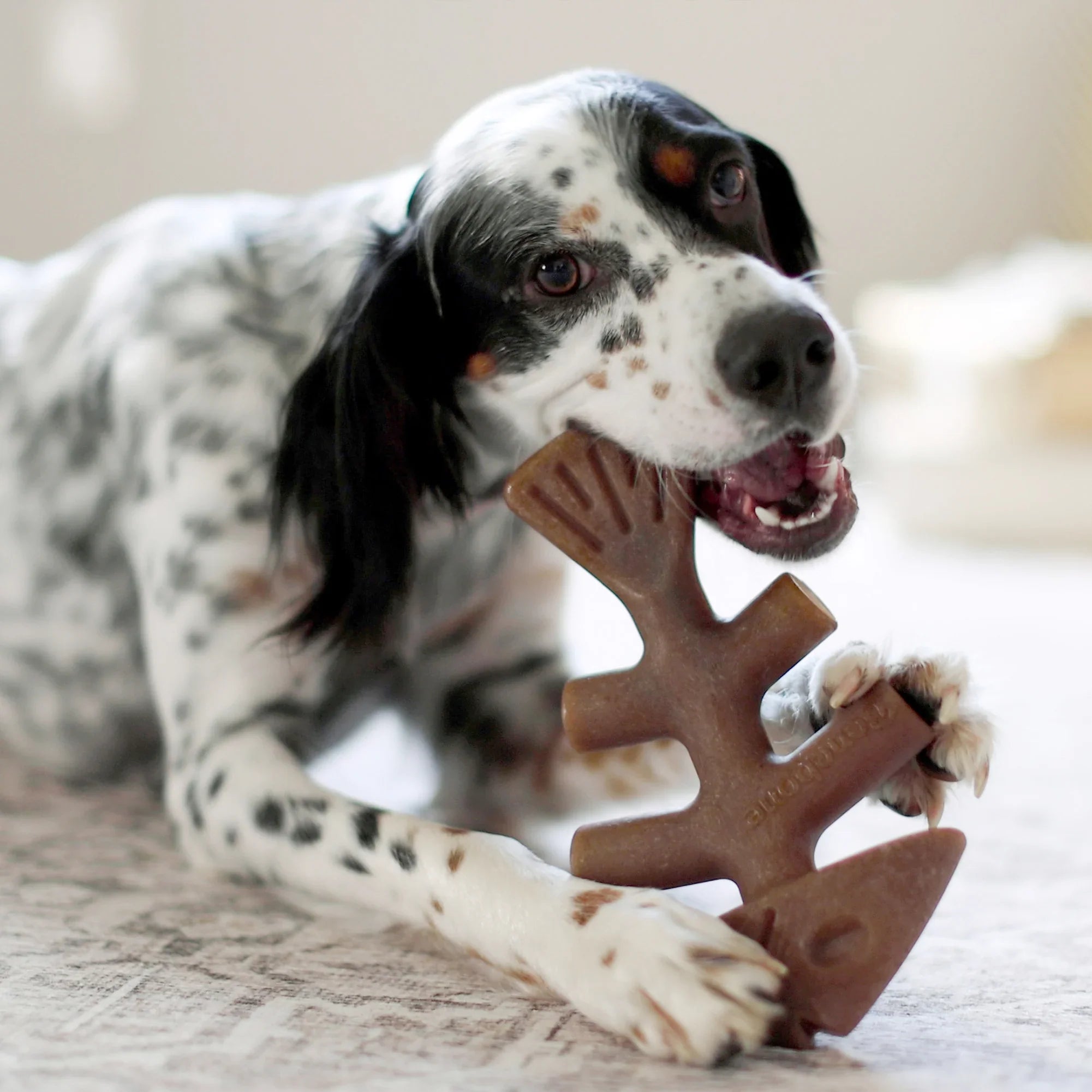 Benebone - fishbone - knaagspeelgoed kleine tot grote hond - 4 maten