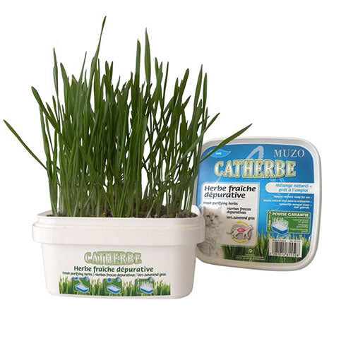 Catherbe kattengras 220 gram