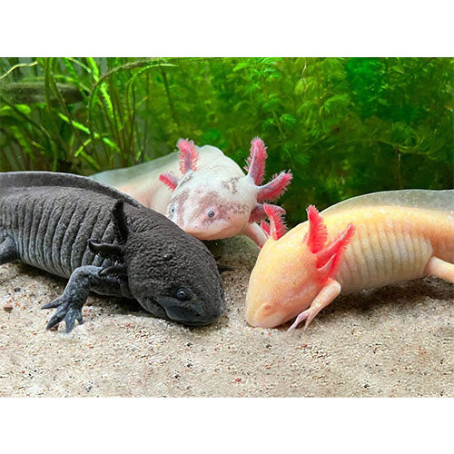 Is een Axolotl een reptiel?