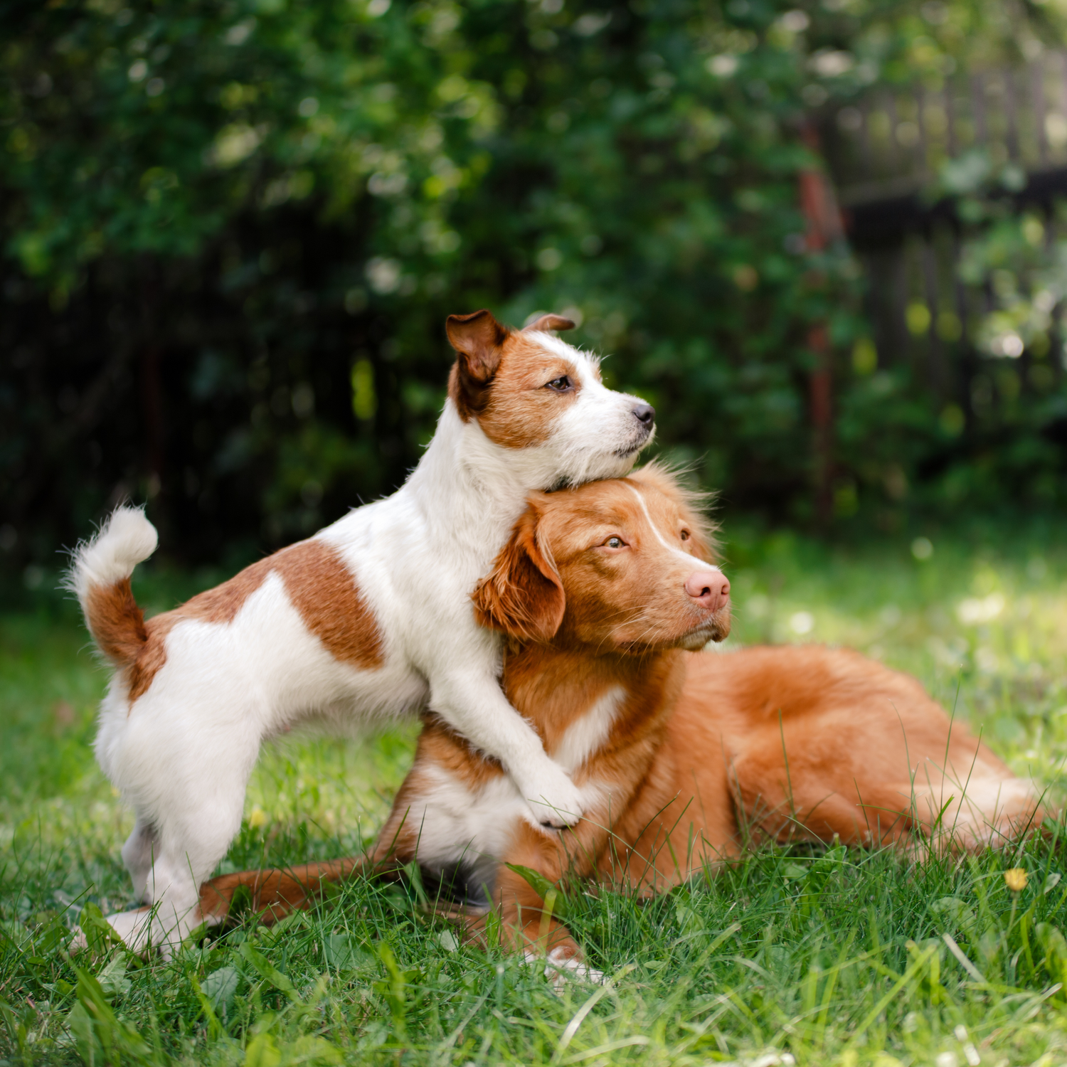 Het Belang van Speelgoed in het Leven van Jouw Huisdier