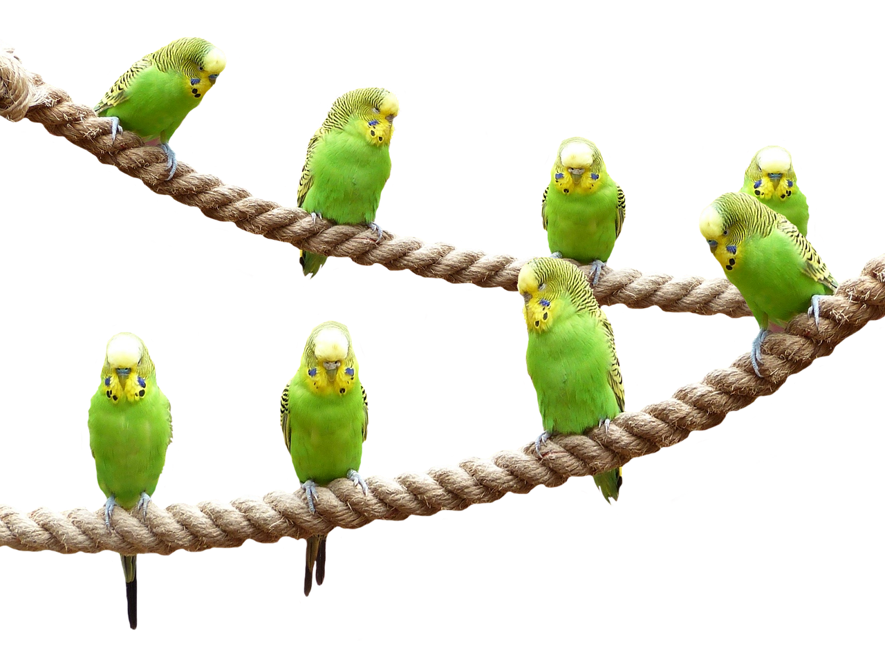 Ik wil graag een vogel houden binnen : waar moet ik op letten?