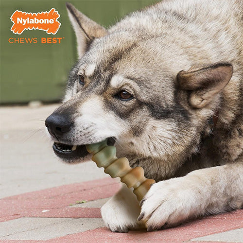 Nylabone Extreme Kauspielzeug Krokodilschwanz – Hühnergeschmack – Für Hunde bis 23 kg