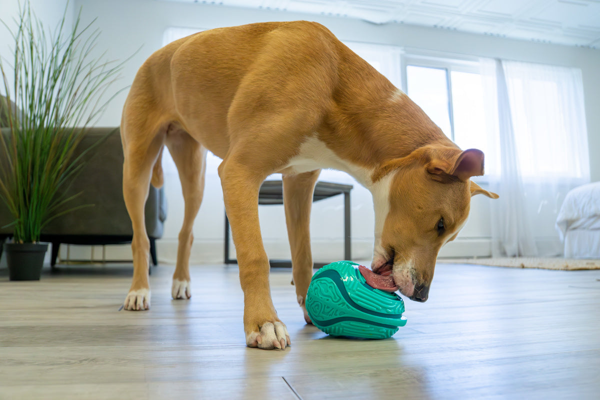 Kong hond licks rewards medium / large groen