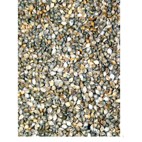 Japanse gierst in zak 4 - 15 - 25 kg