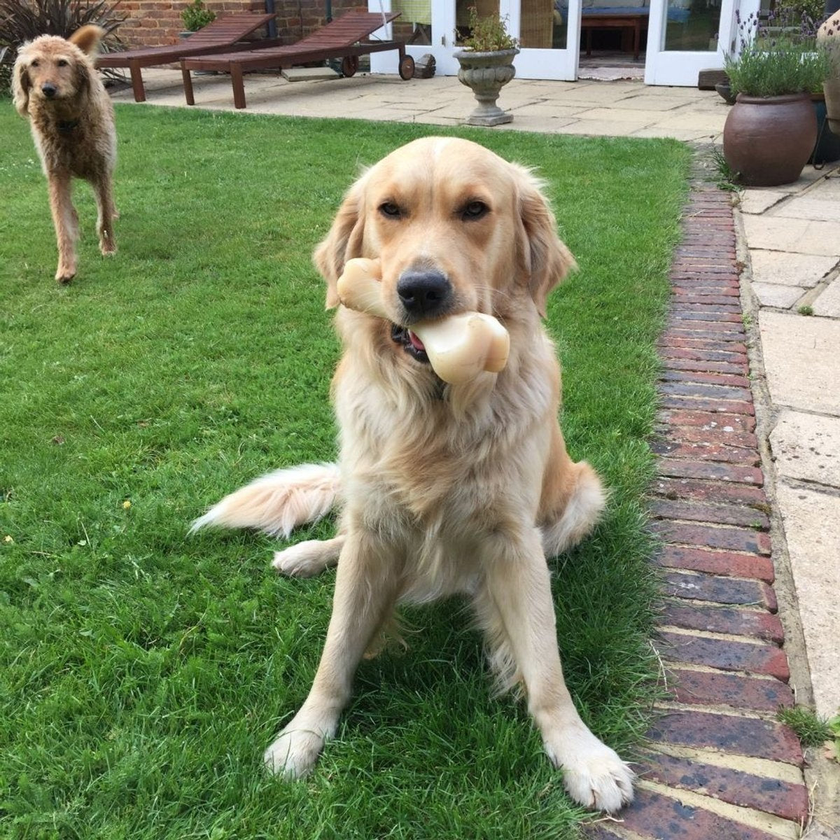 Nylabone dura chew harde bijters Big Beef bone