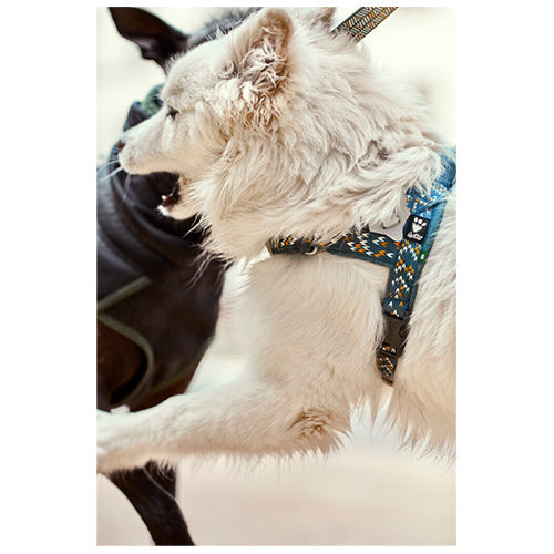 Hurtta harnas Razzle Dazzle H-harnas - hondentuig in verschillende kleuren