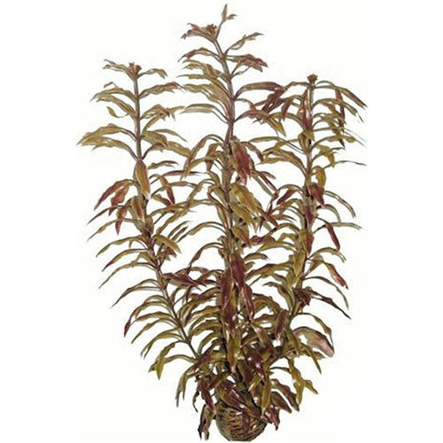 Superfish Kunstplant Easy Plants nr. 3  - Lengte: 30 cm