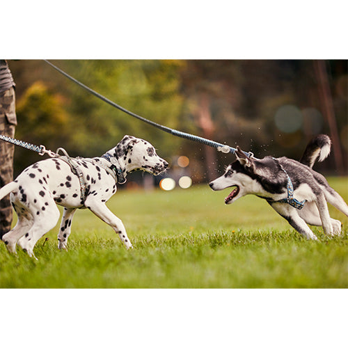 Hurtta Razzle Dazzle Y-harnas in verschillende kleuren