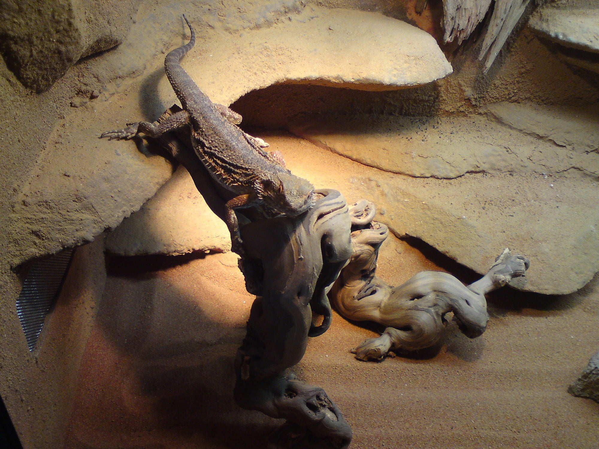 Pro Reptil Wijnstokken - 3 maten