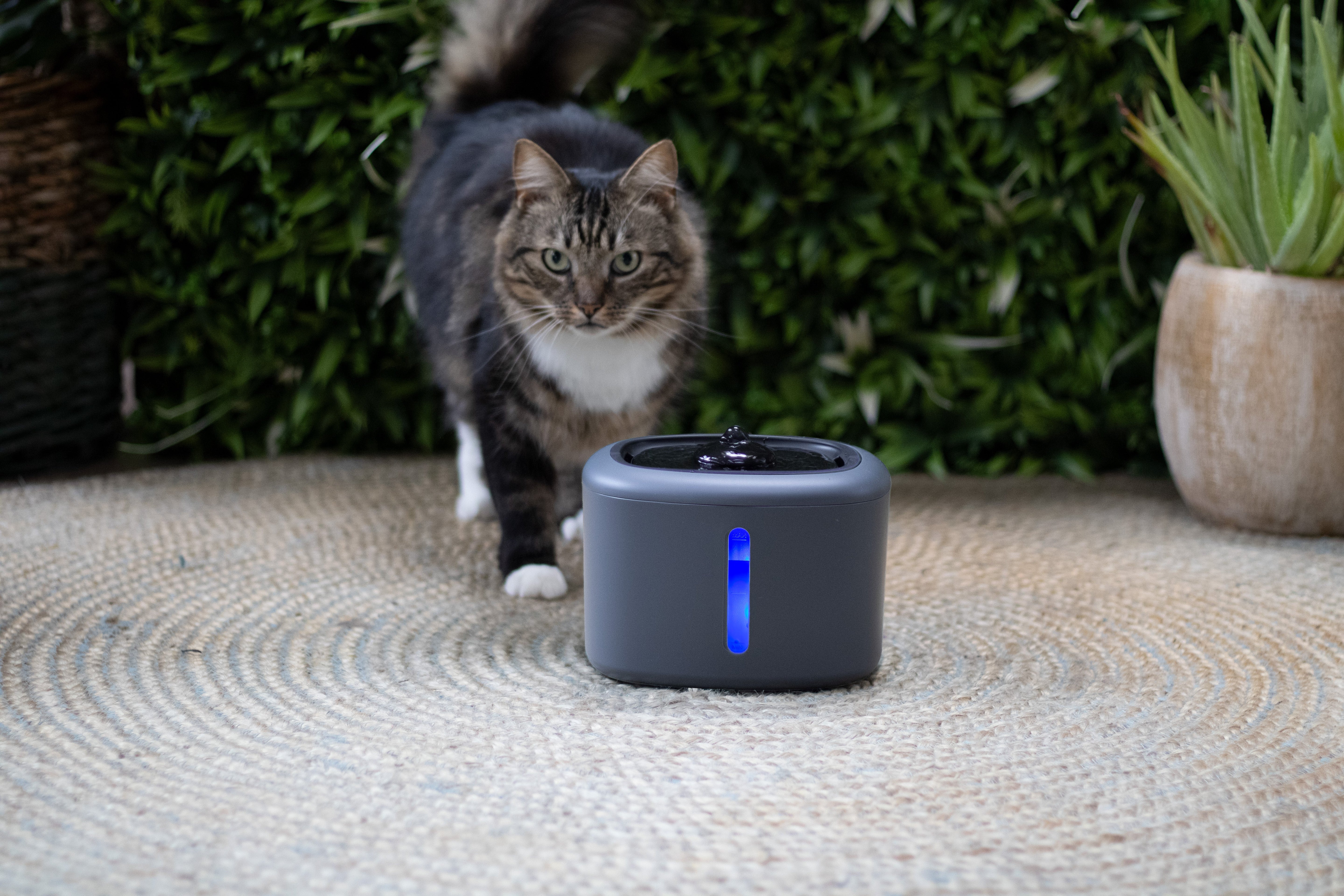 Boon drinkfontein aquabella voor kat of hond