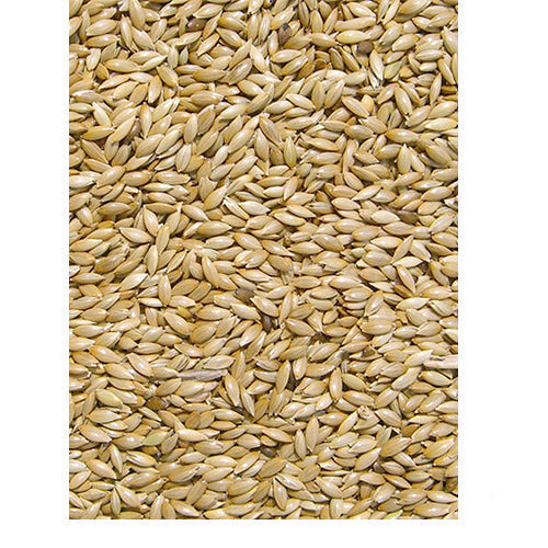 Platzaad kanariezaad alpist in zak 5 - 20 kg