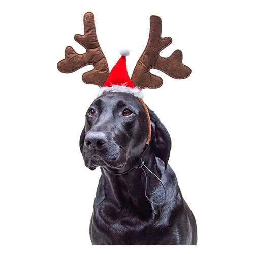 Jack and Vanilla kersthoedje - diadeem voor honden