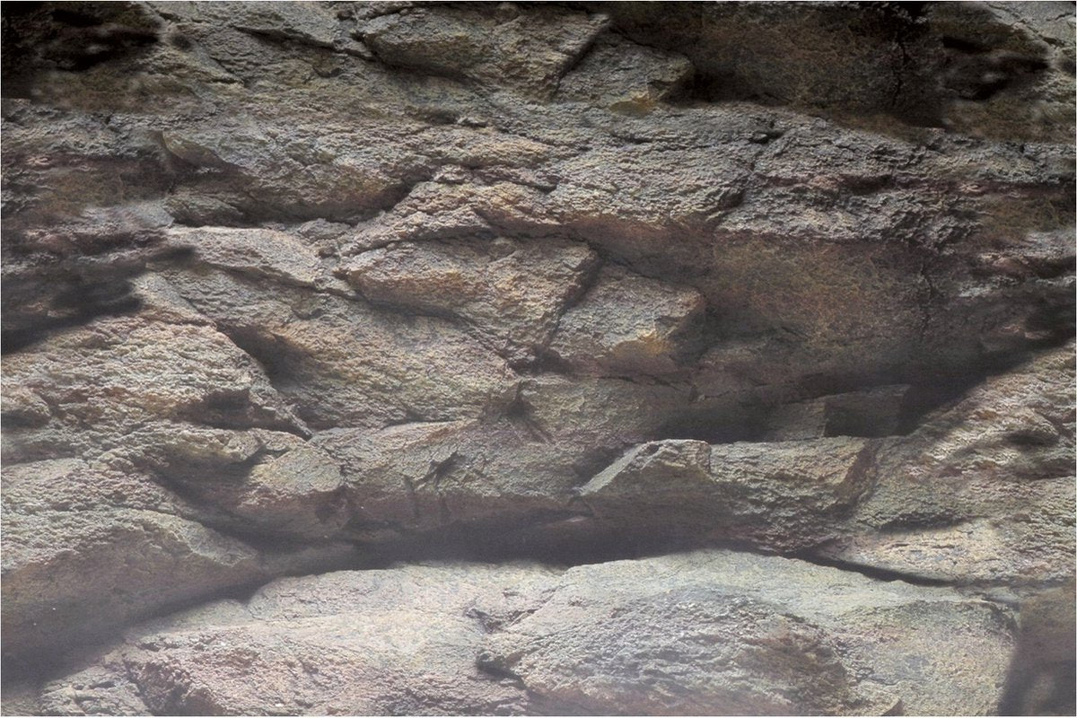 SuperFish Deco Poster Rots / Plant - Aquarium Achterwand - 150X61 cm