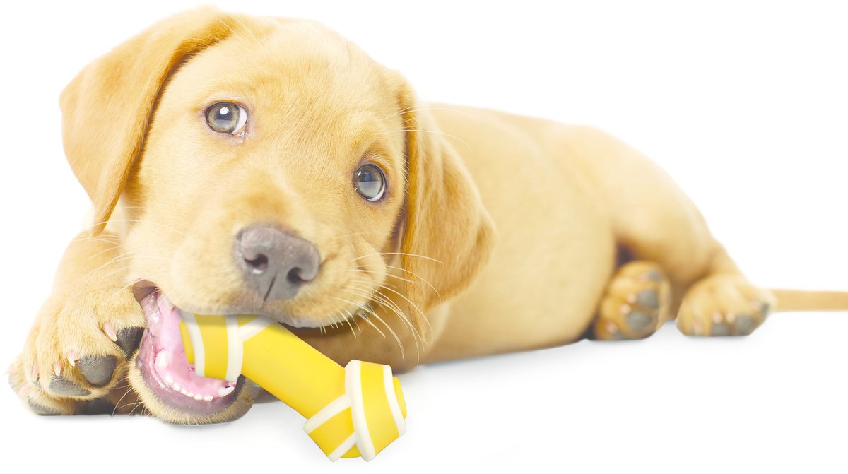 Nylabone Puppy kauwbot - Rundvleessmaak - tot 7 kg - XS