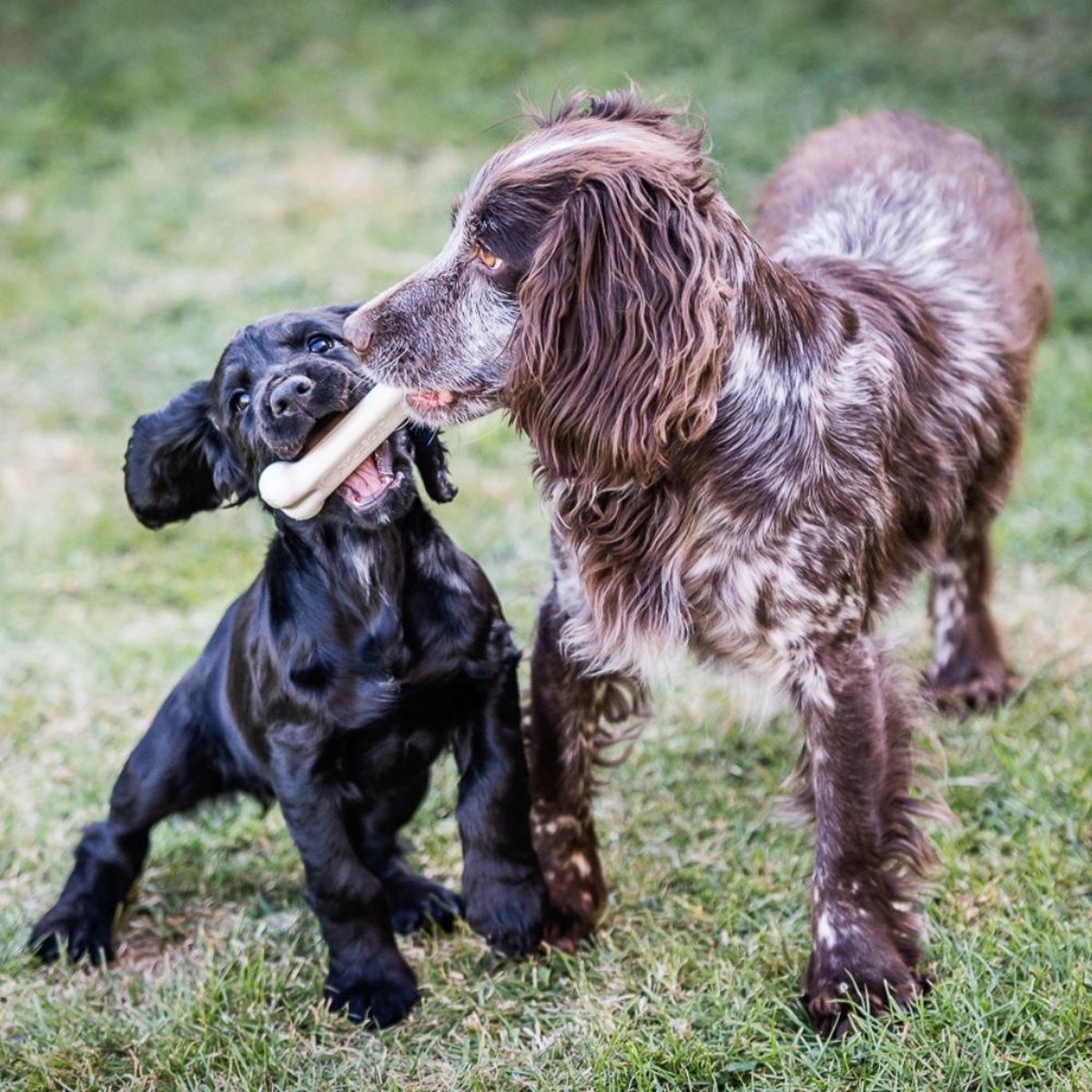 Nylabone dura chew harde bijters XXL bot met kip