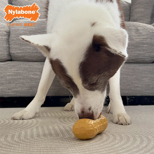 Nylabone Kauspielzeug Wolf Erdnuss-Leckerli Erdnussbutter - Mittelgroß für Hunde bis 16 kg