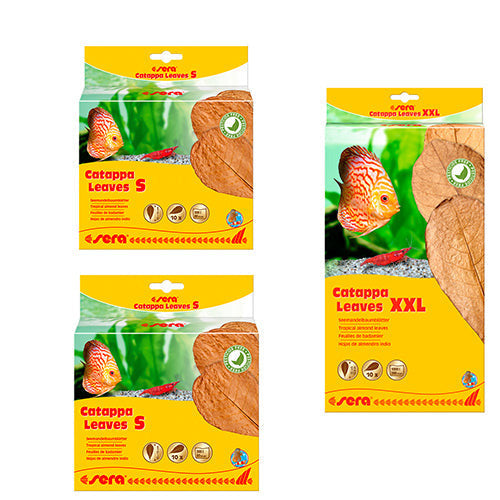 Sera Catappa Leaves S - M - XXL