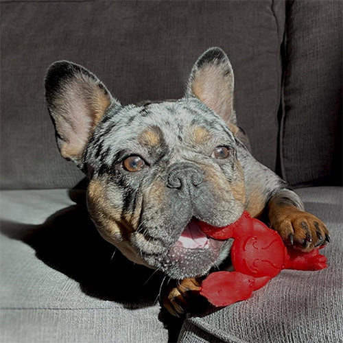 Nylabone Regular Lobster Lilet Mignon Kauspielzeug - Klein: Für Hunde bis 11 kg