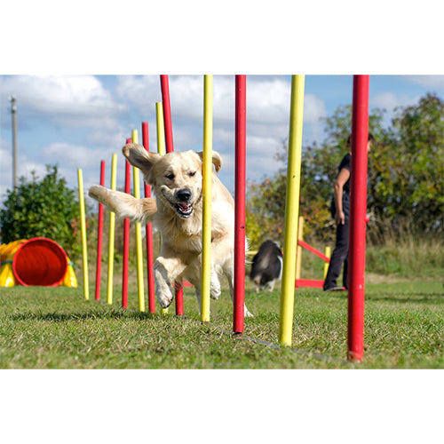 Agility-set 6x stok 1x springring en 1x agility-horde