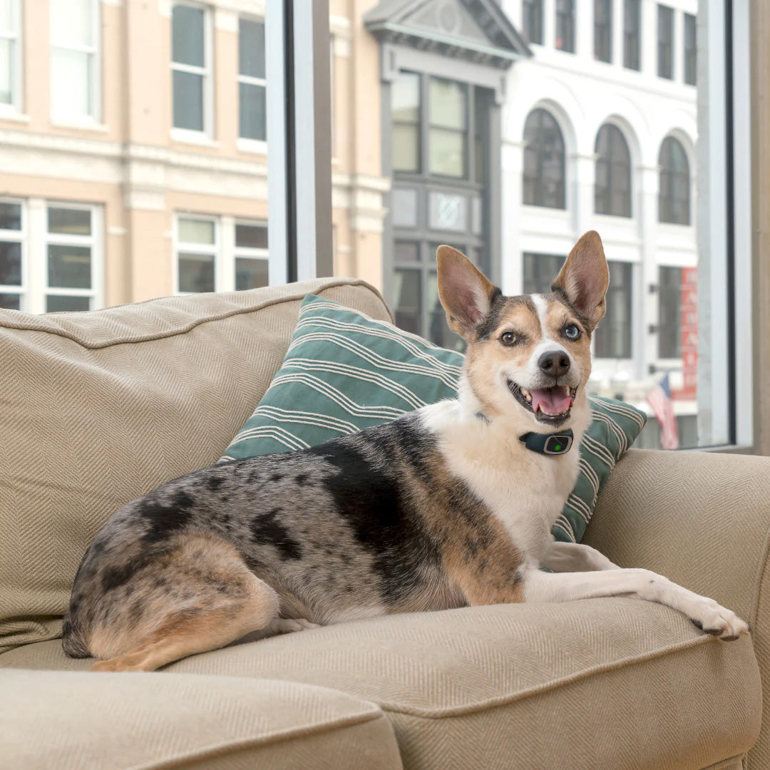 Petsafe antiblafband lite oplaadbaar voor gevoelige honden