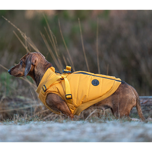 Jack and Vanilla Dogwalk Jacket Harness London – Hundemantel mit Geschirr – Gelb – Erhältlich in 7 Größen