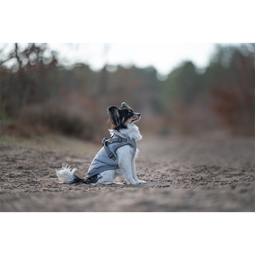 Jack and Vanilla Dogwalk Jacket Harness London – Hundemantel mit Geschirr – Grau – Erhältlich in 7 Größen