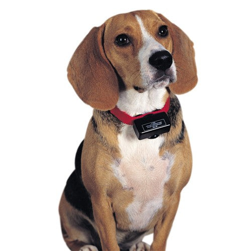 Petsafe anti blafband