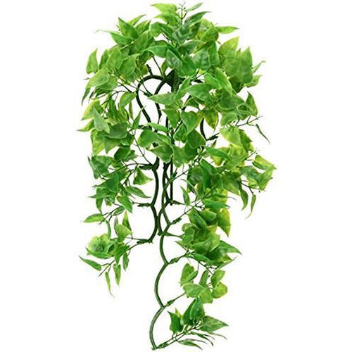 zoomed Naturalistic Flora - Mexican Phyllo - Large - terrariumplant 56 cm